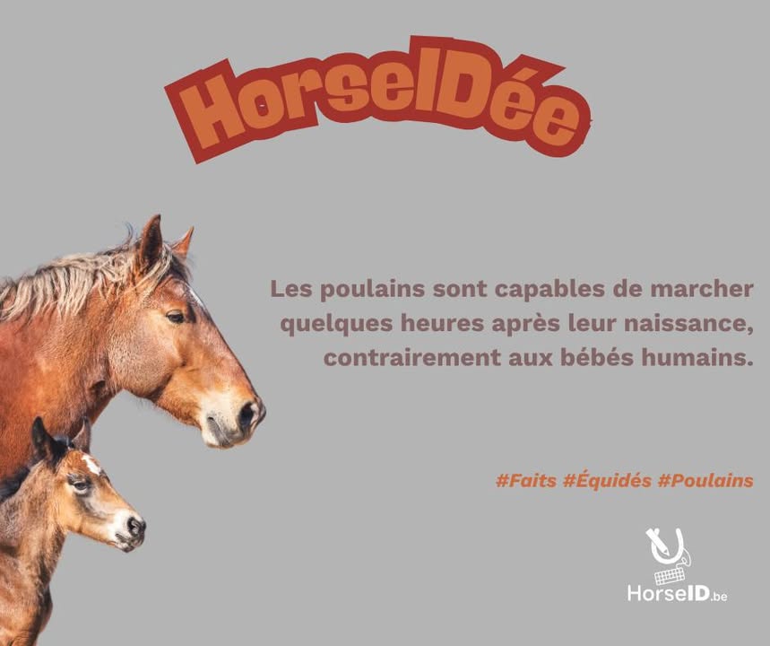 HorseID.be